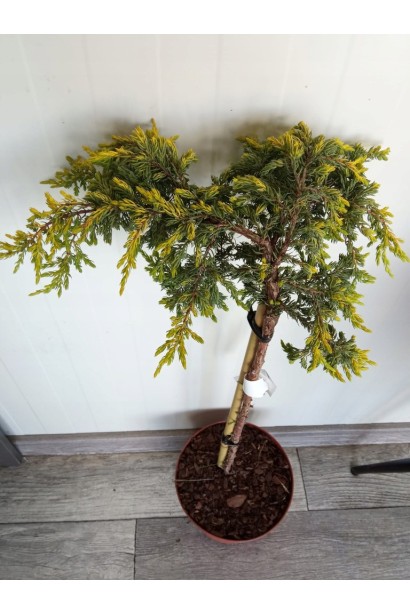 Ялівець звичайний Голдшатц на штамбі в горщику